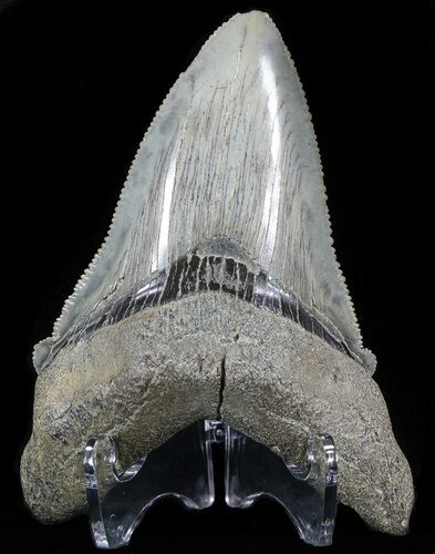 Serrated, Angustidens Tooth - Megalodon Ancestor #49960
